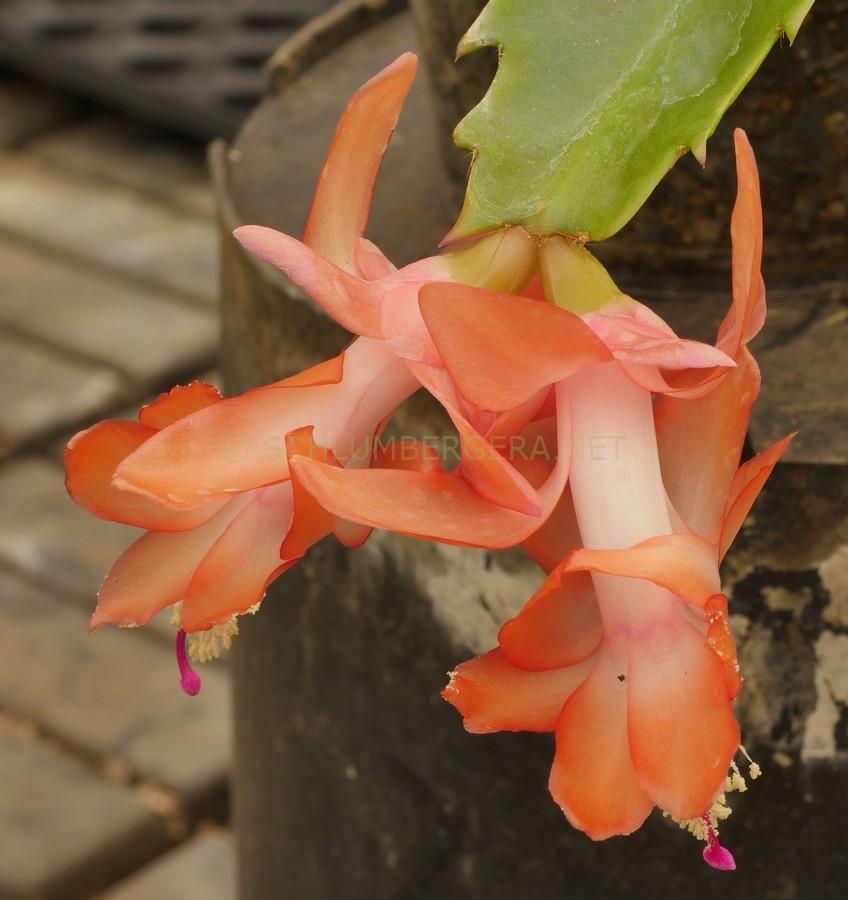 Schlumbergera 'Variegated Orange'