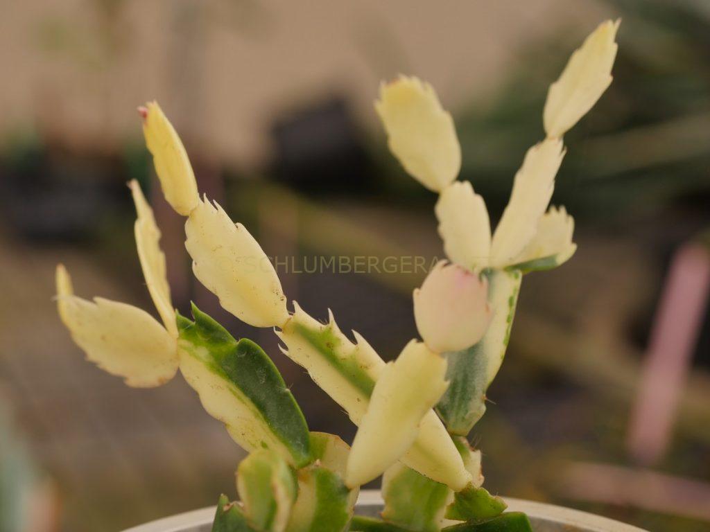 Schlumbergera 'Variegated Orange'