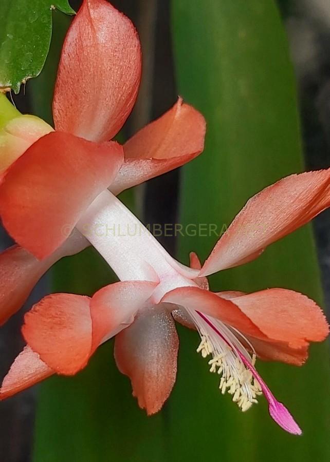 Schlumbergera 'EKa-Tender Salmon'