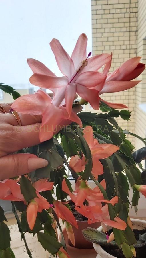 Schlumbergera 'EKa-Tender Salmon'