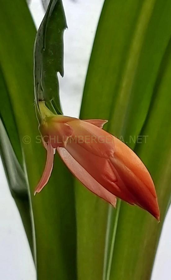Schlumbergera 'EKa-Tender Salmon'