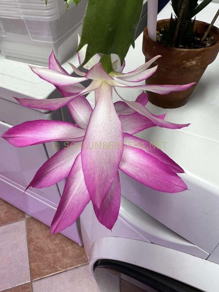 Schlumbergera 'Fantasy Queen'