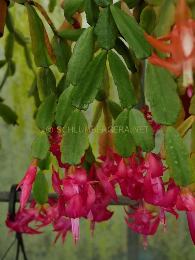 Schlumbergera 'Fuchsine'