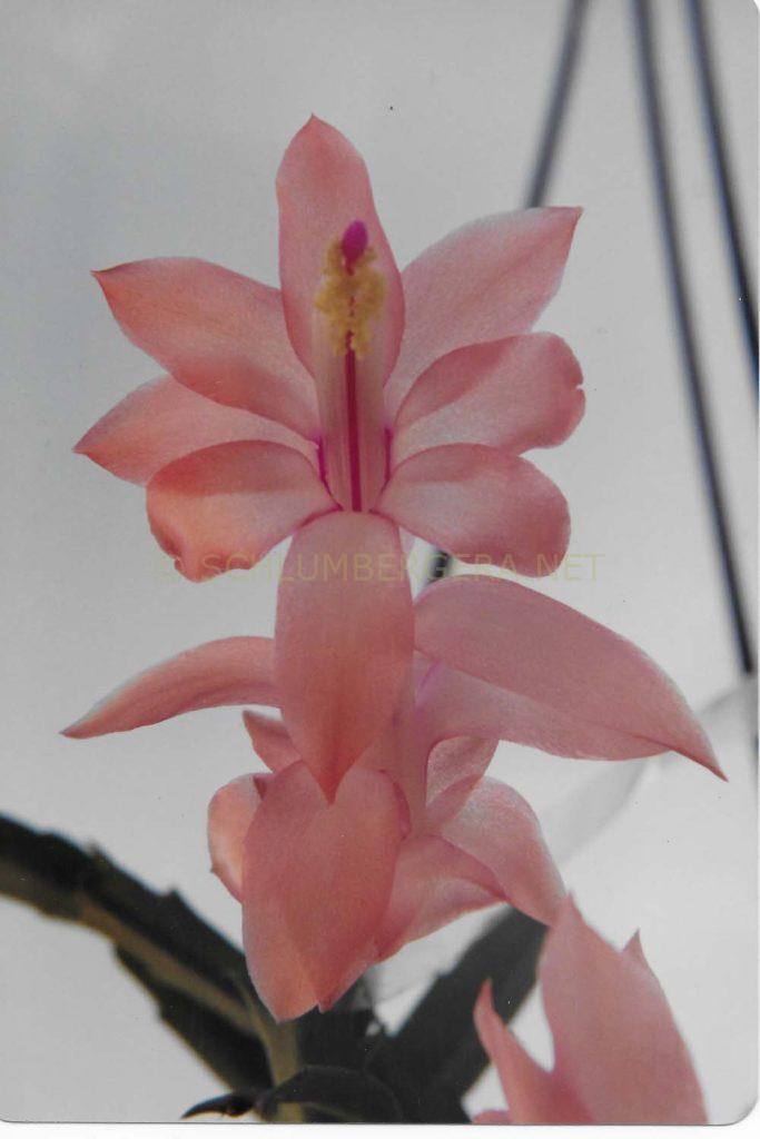 Schlumbergera 'Joyce'