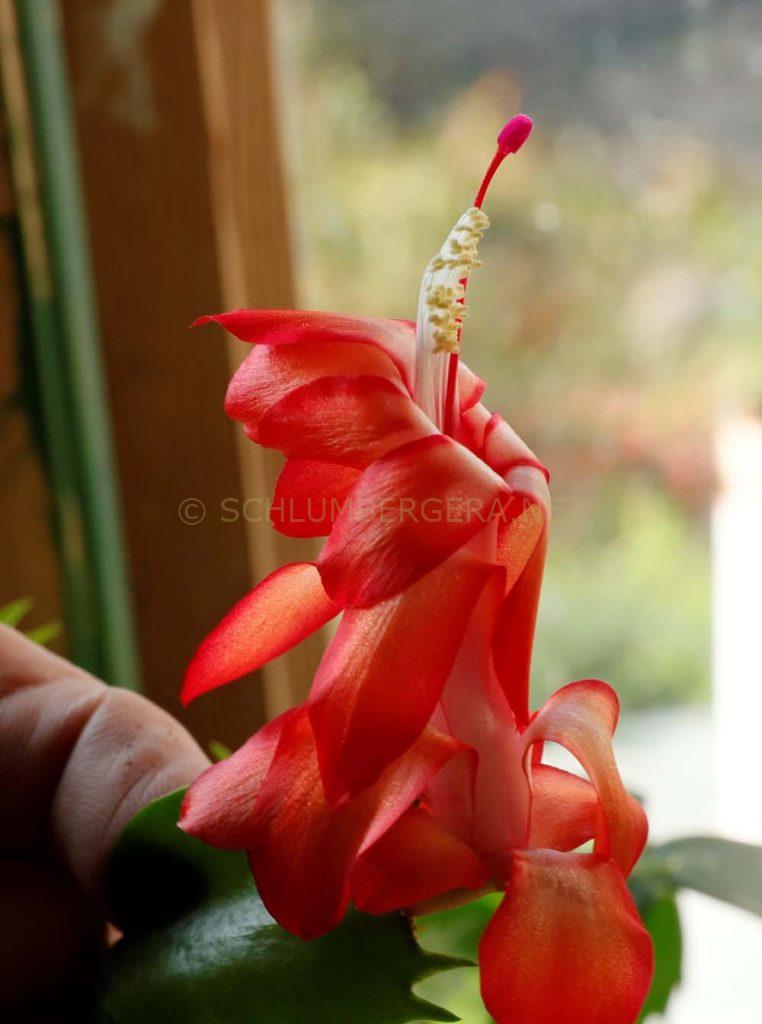 Schlumbergera 'Marja'