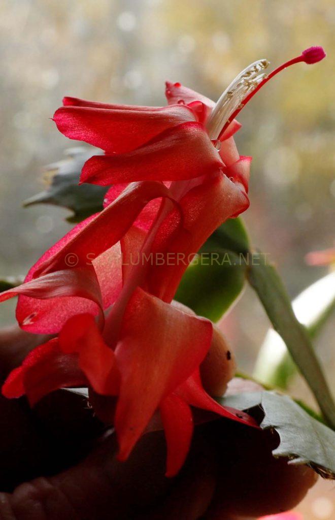 Schlumbergera 'Maya'