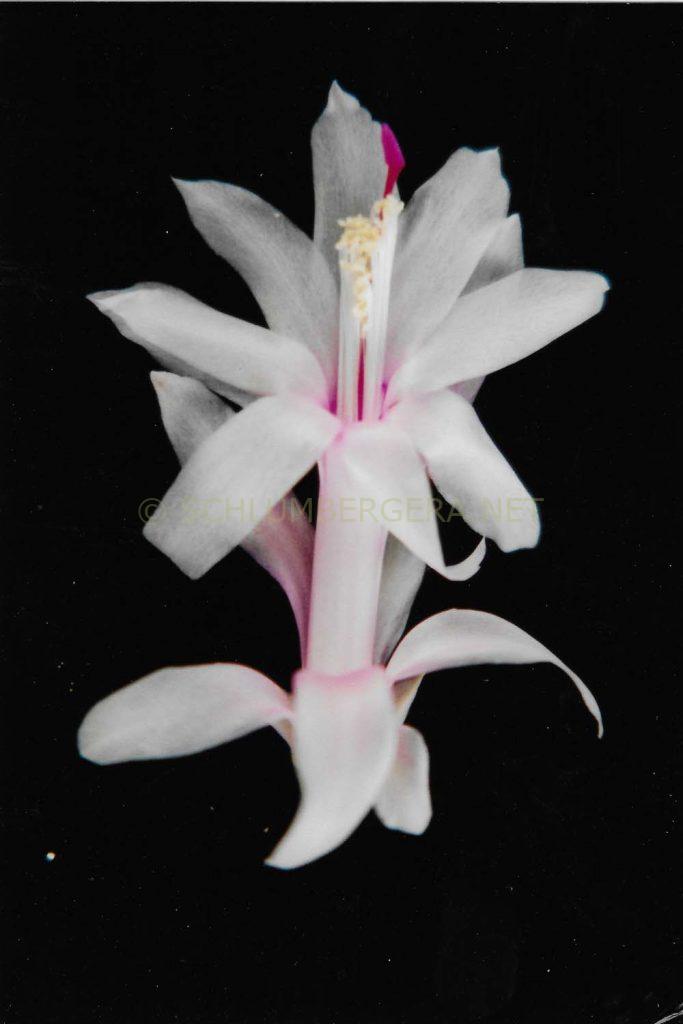 Schlumbergera 'Rossmore Samantha'