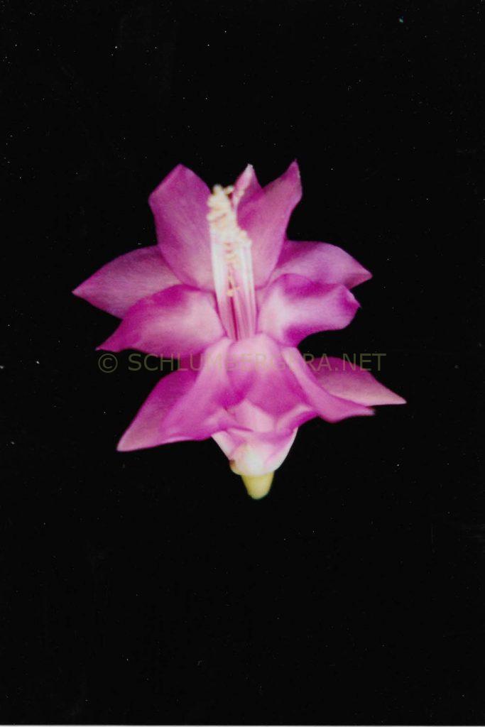 Schlumbergera 'Rossmore Sheila Porter'