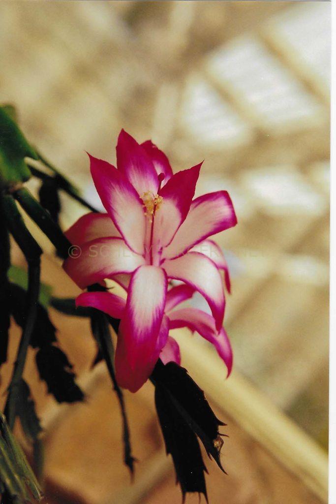 Schlumbergera 'Rossmore Thalia Jessica Ellery'