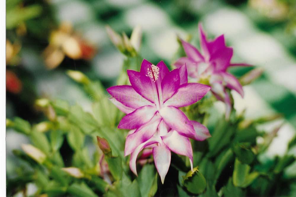Schlumbergera 'Westraliana Rita Rose'