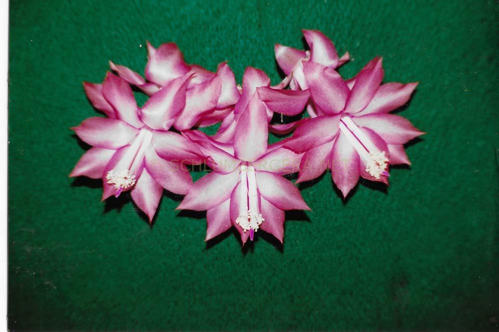 Schlumbergera 'Westraliana Rusty'