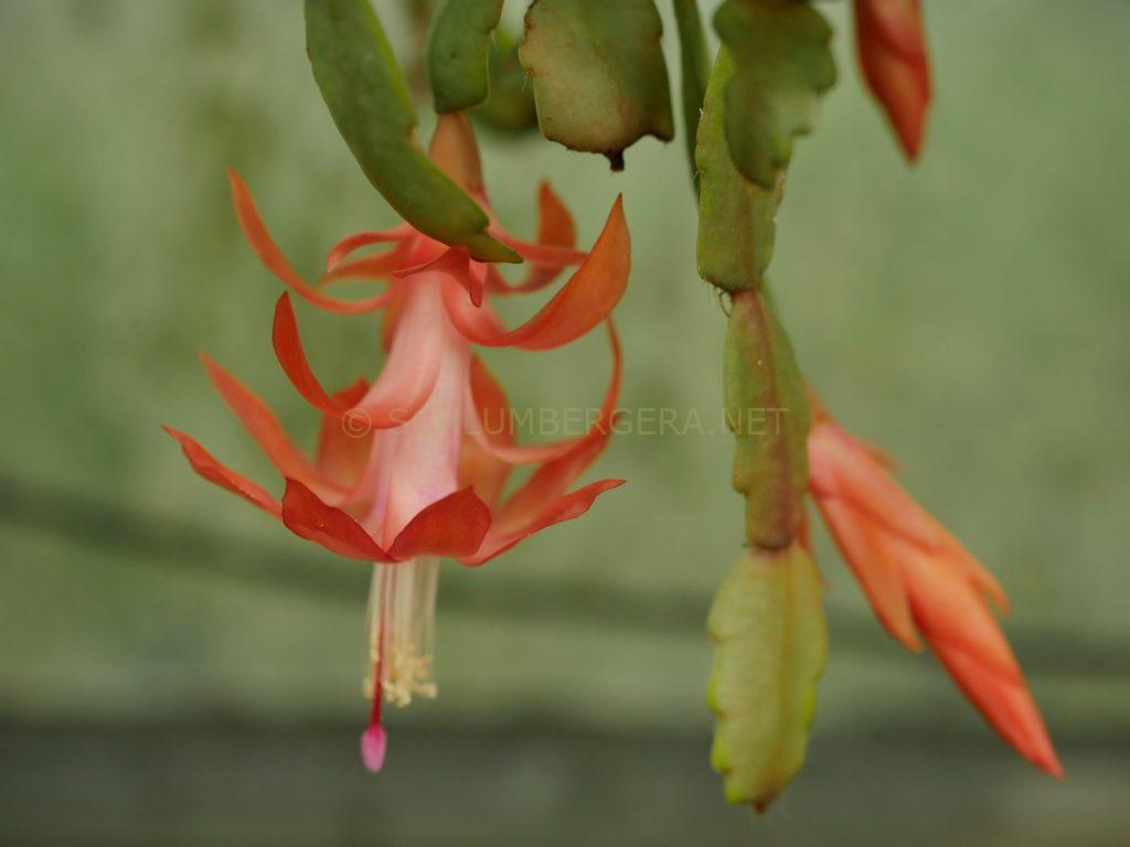 Schlumbergera 'Wildform 2 ex. Will Tjaden'