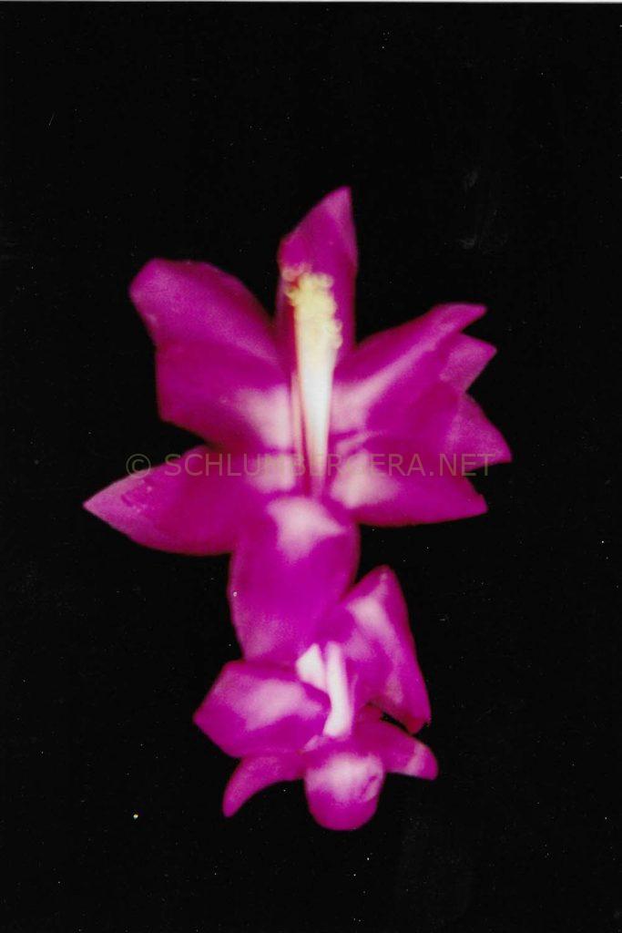 Schlumbergera 'Yallaroo Sweet Surprise'
