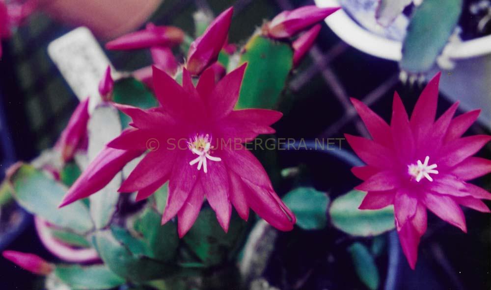Rhipsalidopsis 'Jewel Star'