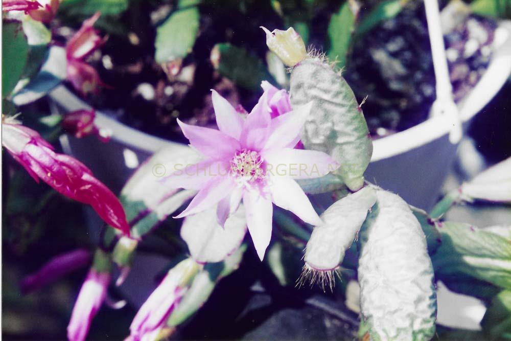 Rhipsalidopsis 'Naomi'
