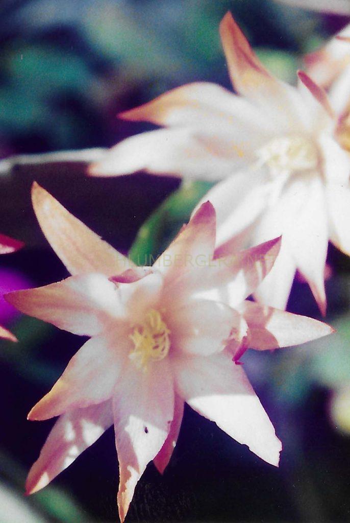 Rhipsalidopsis 'Picasso'