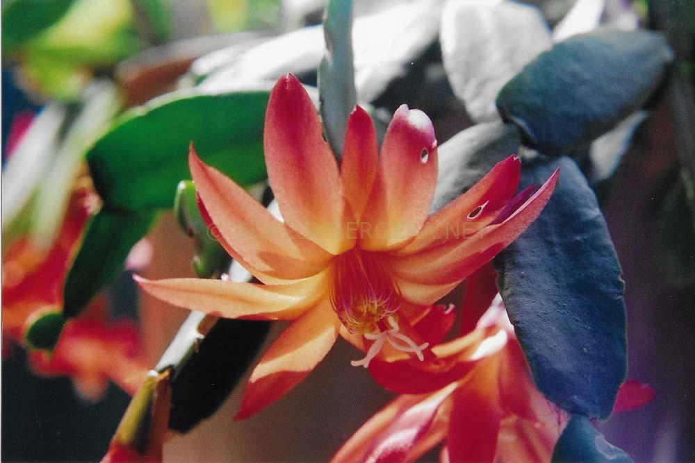 Rhipsalidopsis 'Rossmore Flash'
