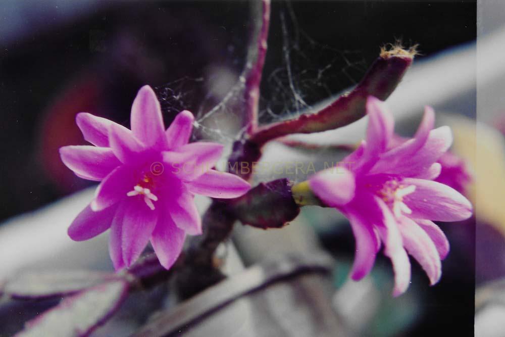 Rhipsalidopsis 'Rossmore Betina'