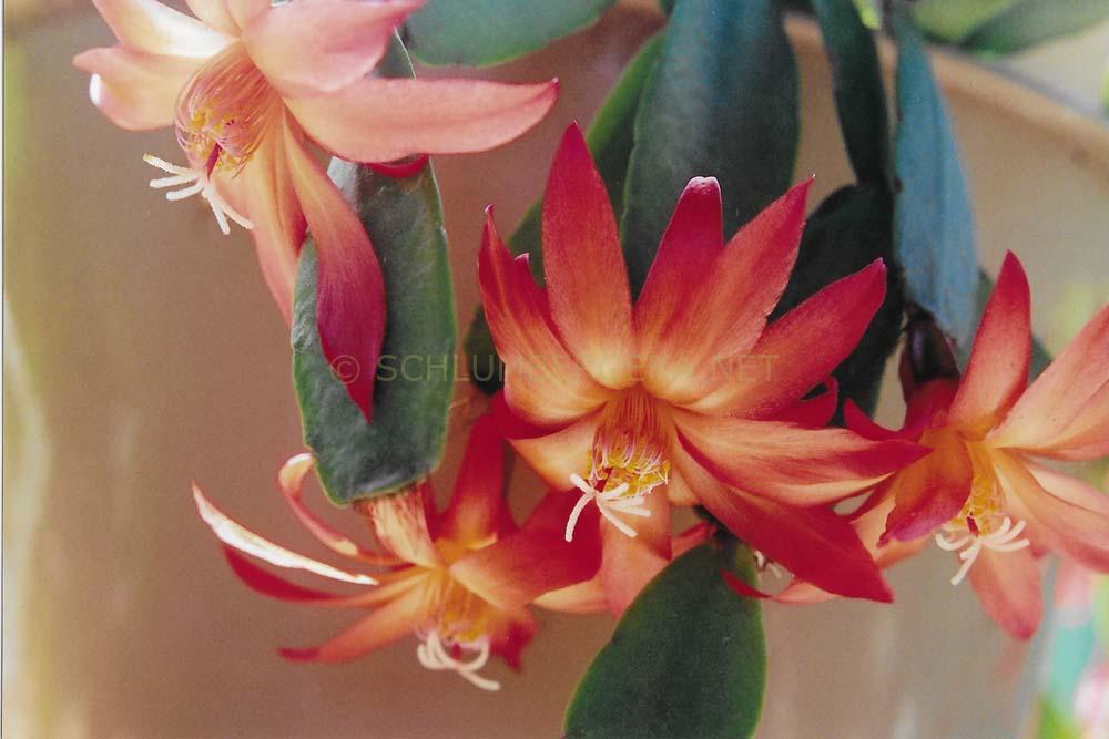 Rhipsalidopsis 'Rossmore Flash'