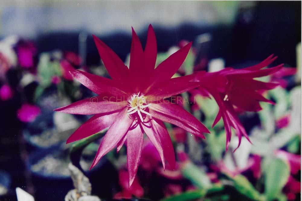 Rhipsalidopsis 'Rossmore Sharno'