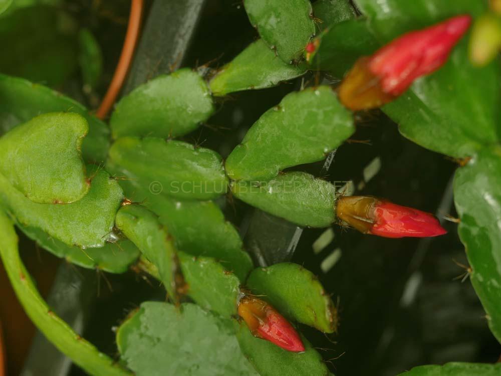Rhipsalidopsis 'Rudis Regenbogen'