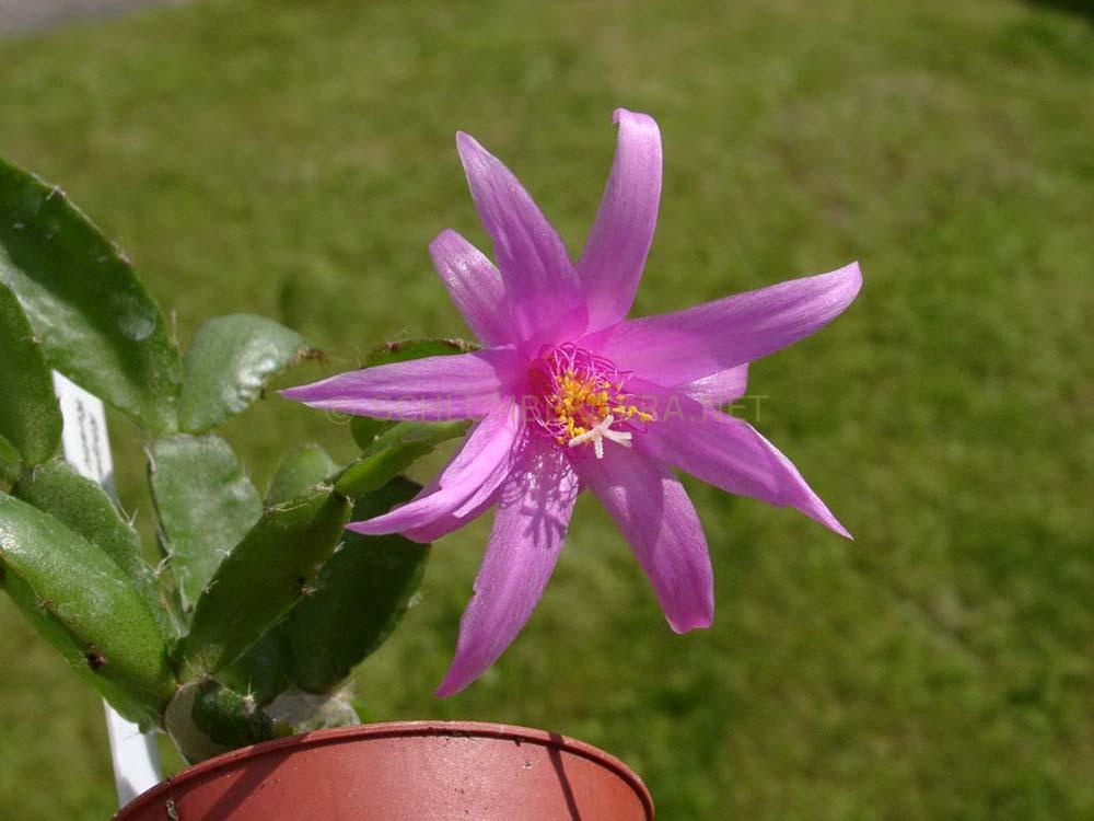 Rhipsalidopsis 'Rustic Lilac'