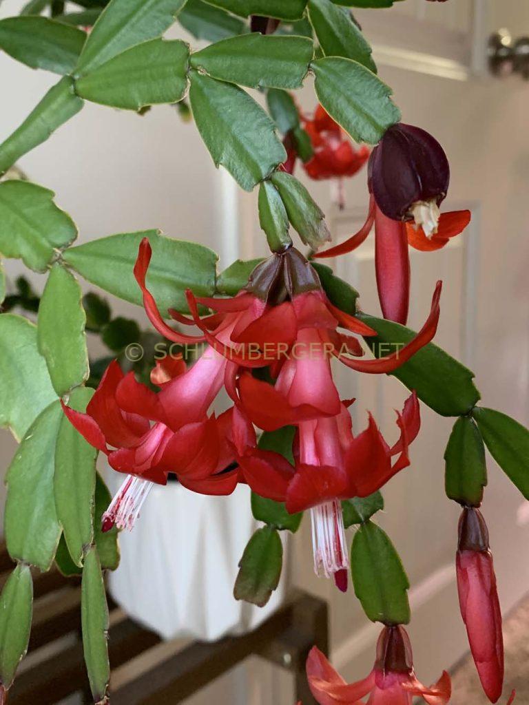 Schlumbergera 'Albert Loefgren'