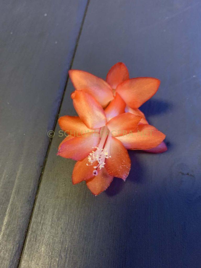 Schlumbergera 'Beach Dancer'