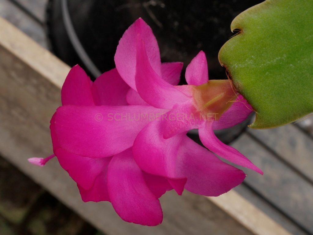 Schlumbergera 'Big Maude'
