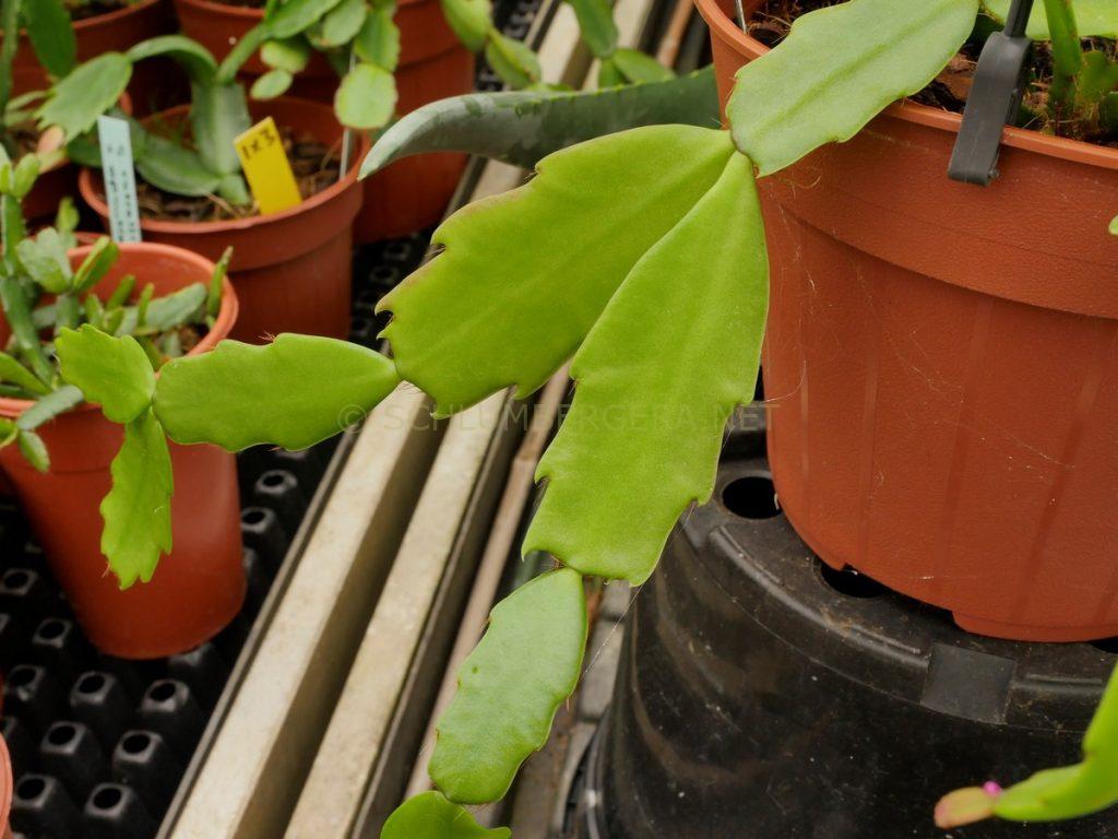 Schlumbergera 'Big Maude'