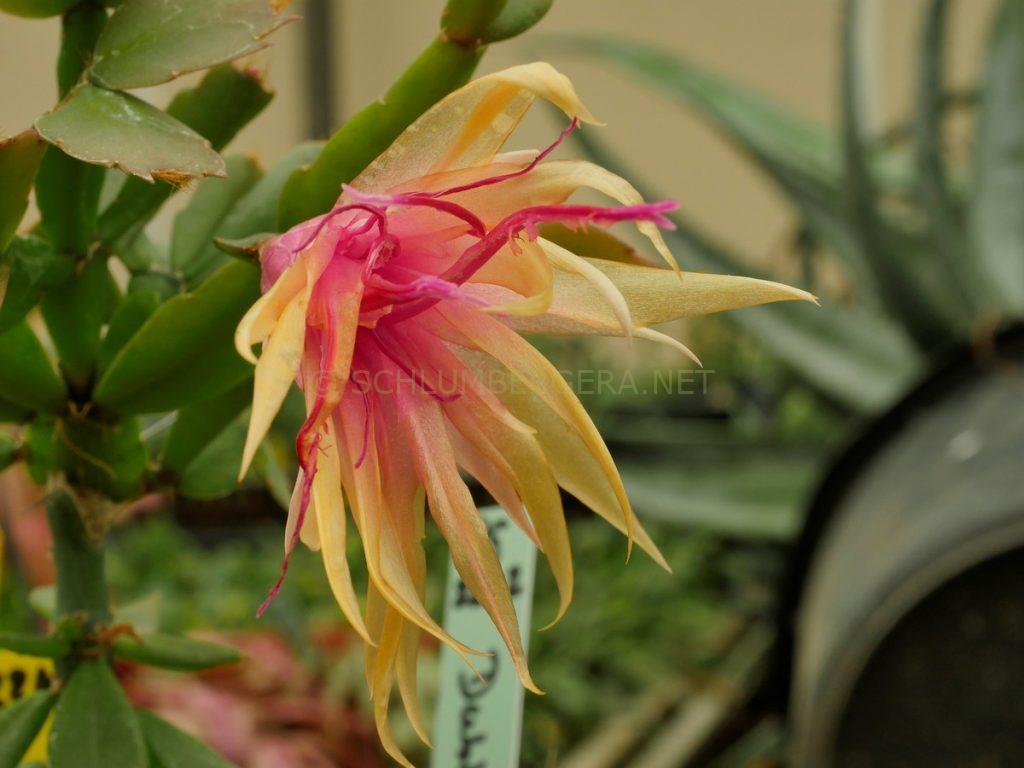 Schlumbergera 'Brittle Star'