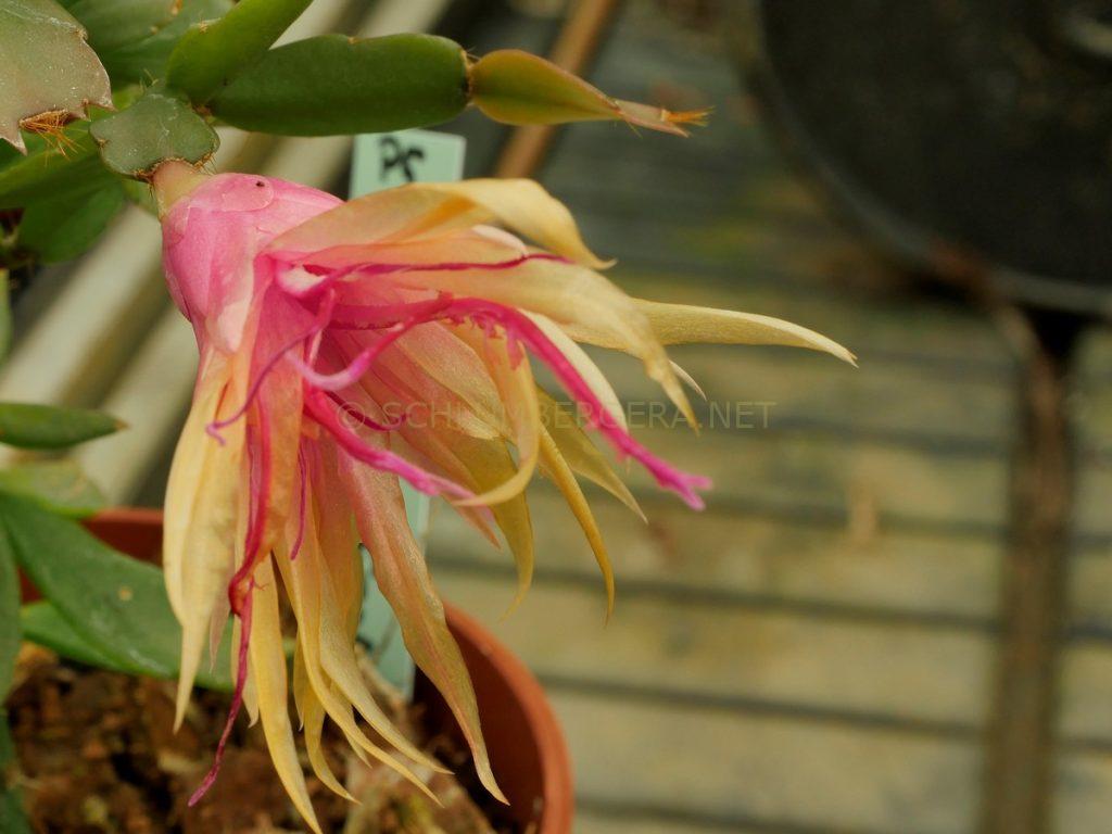 Schlumbergera 'Brittle Star'