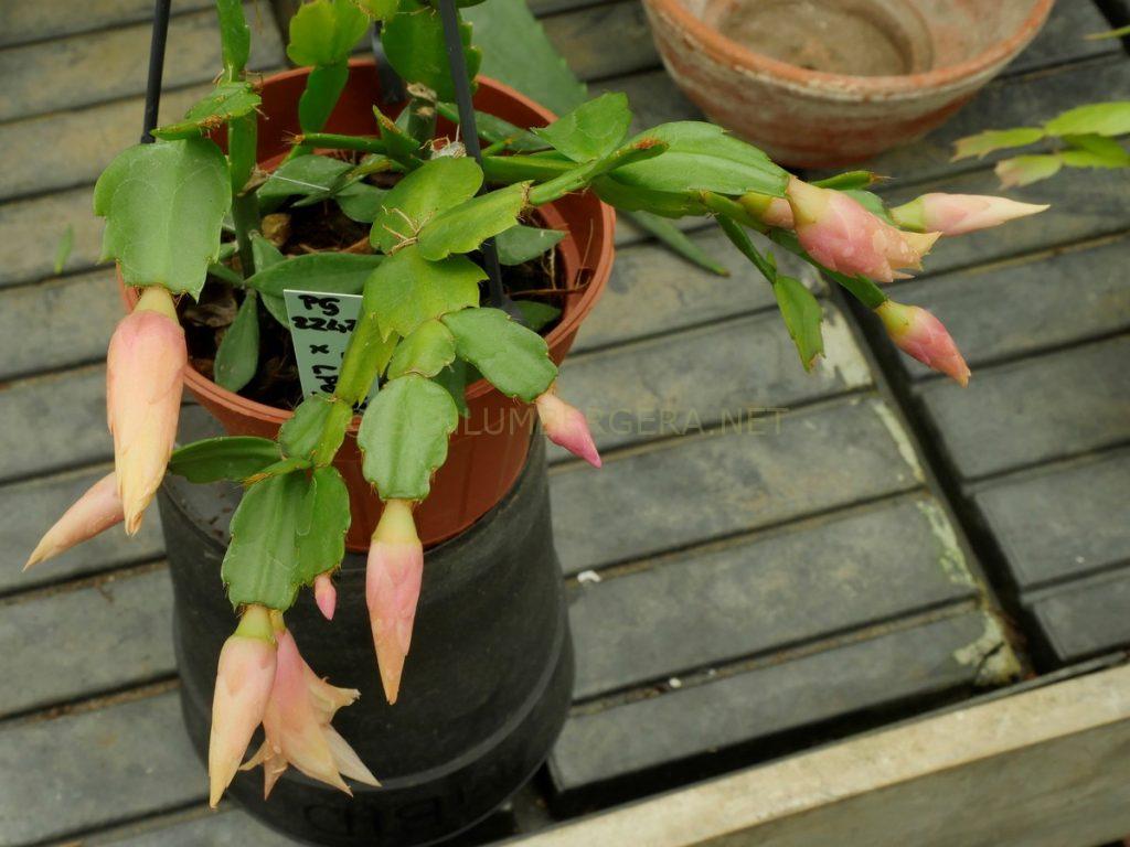 Schlumbergera 'Brittle Star'
