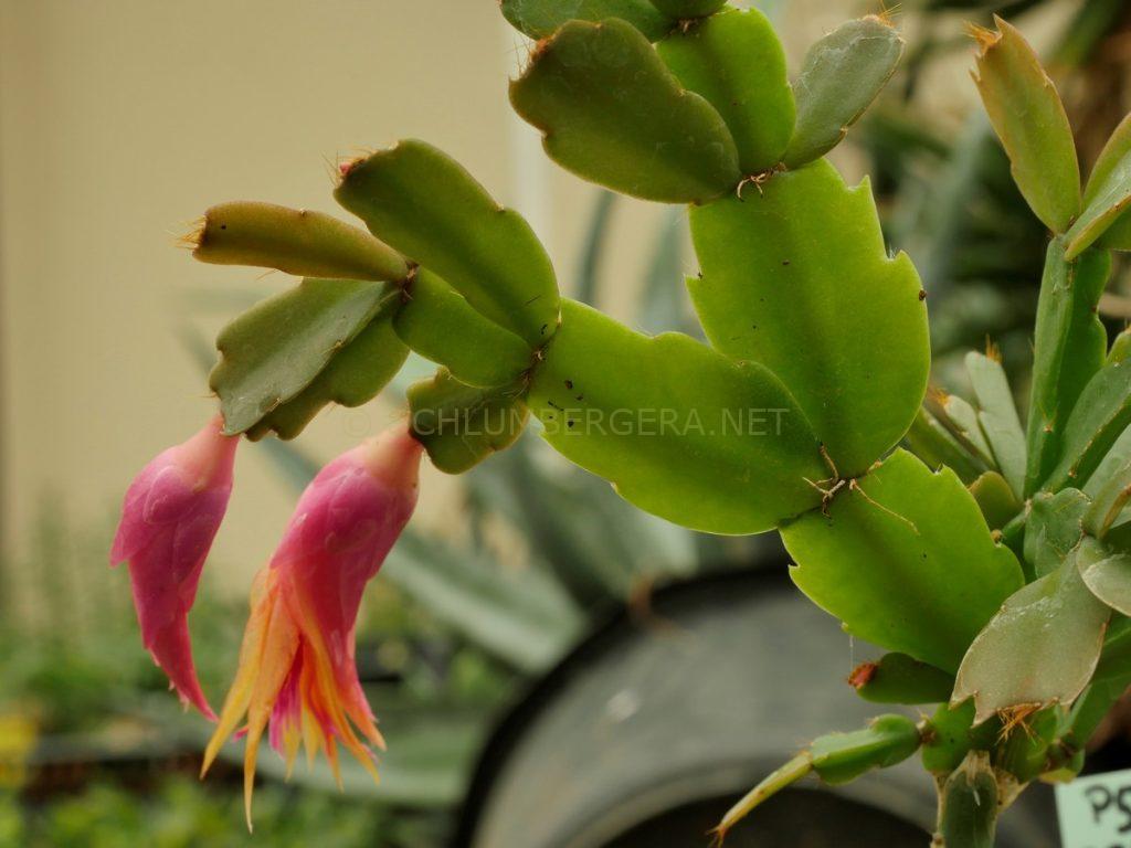 Schlumbergera 'Brittle Star'