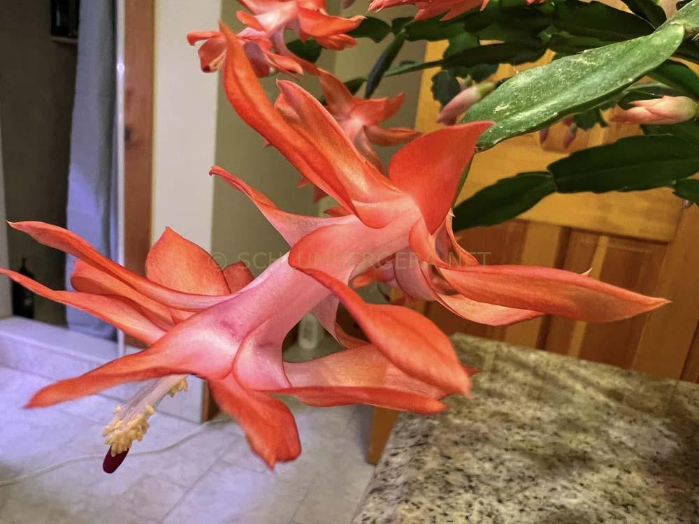 Schlumbergera 'Flamenca'