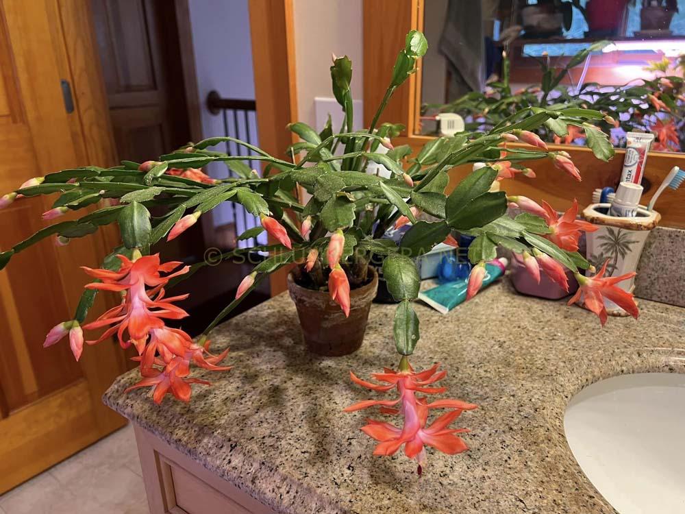Schlumbergera 'Flamenca'