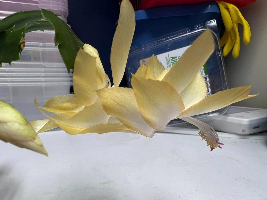Schlumbergera 'Mellow Yellow'
