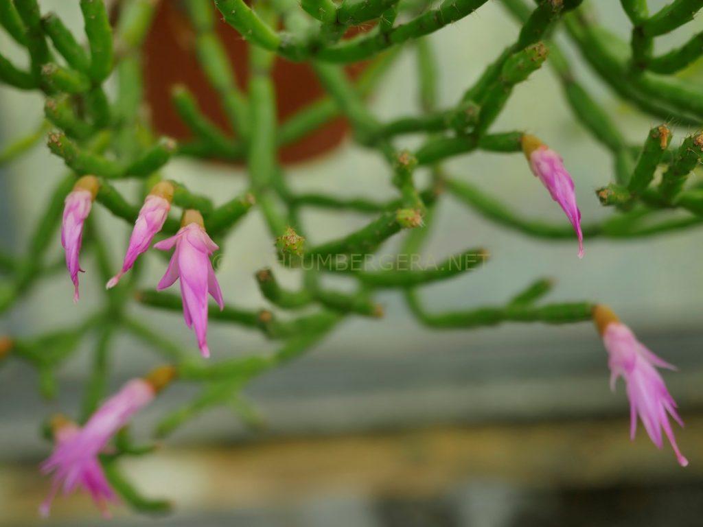 Schlumbergera 'Rin Thin Thin'