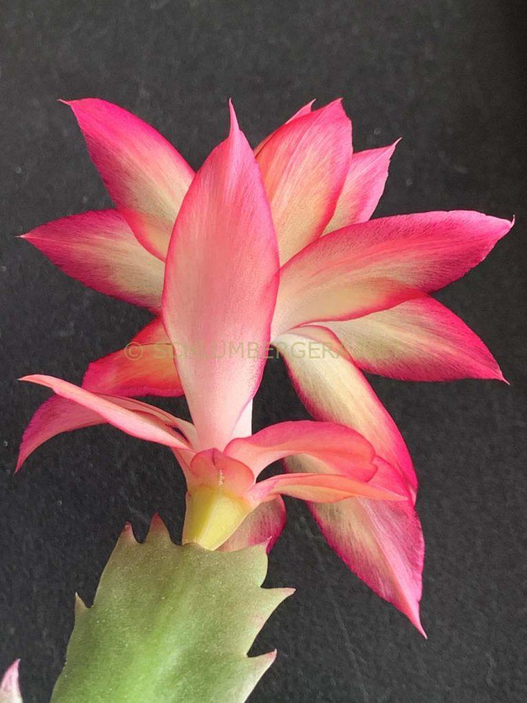 Schlumbergera 'Samba Dream'