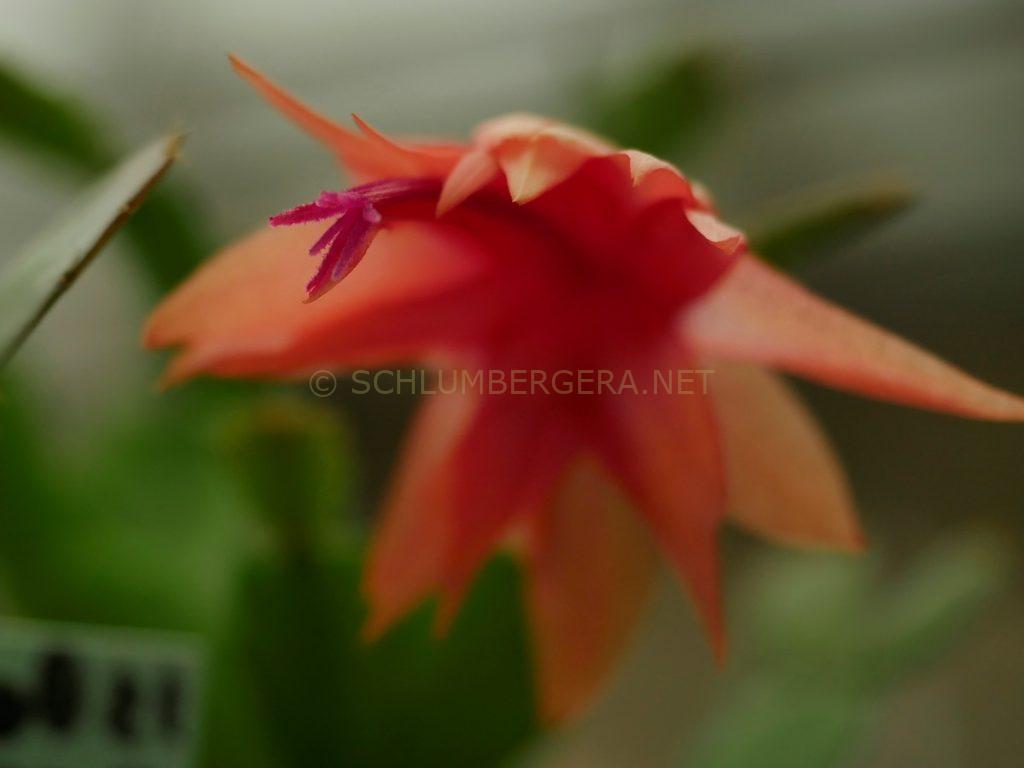 Schlumbergera 'Shades of Orange'