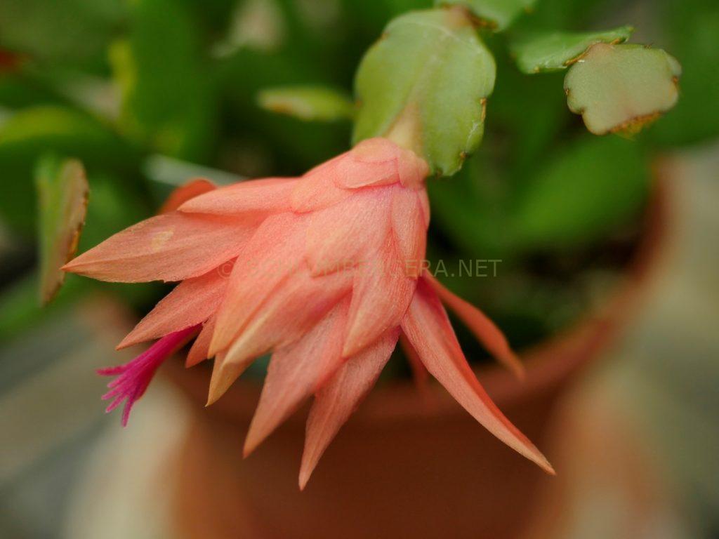 Schlumbergera 'Shades of Orange'