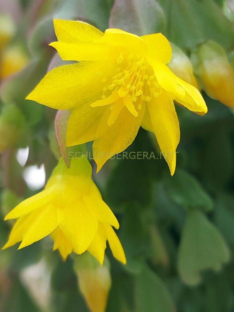 Schlumbergera lutea subsp. lutea (Casa 1000)