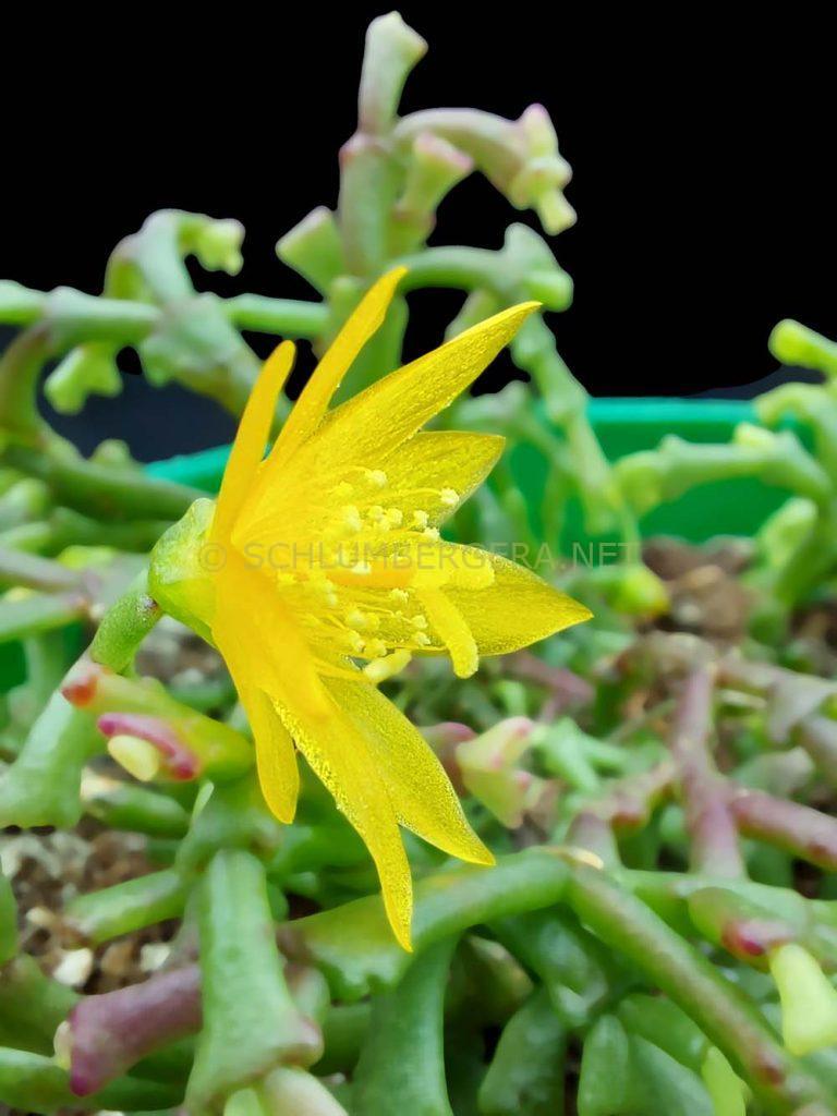 Schlumbergera lutea subsp. bradei (Countess Orssich c. 1972)