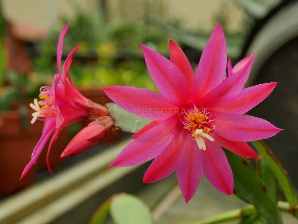 Rhipsalidopsis 'Mystery Lights'