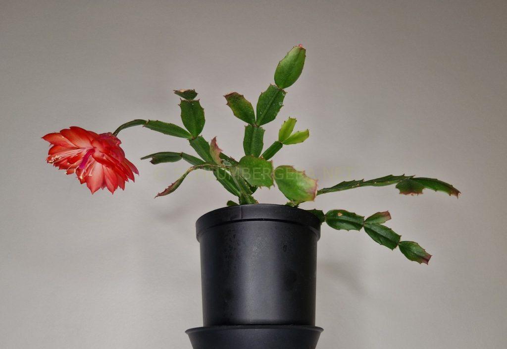 Schlumbergera 'Double Desire'