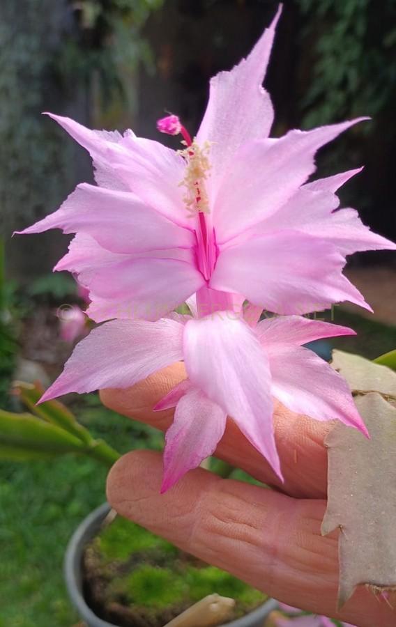 Schlumbergera 'Leilla Neris'