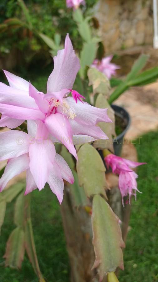 Schlumbergera 'Leilla Neris'
