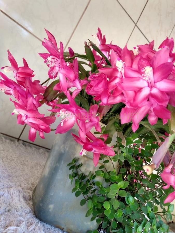 Schlumbergera 'Nativa Brasil Mineirinho'