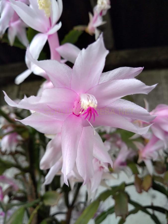 Schlumbergera 'Nelly Hubner'