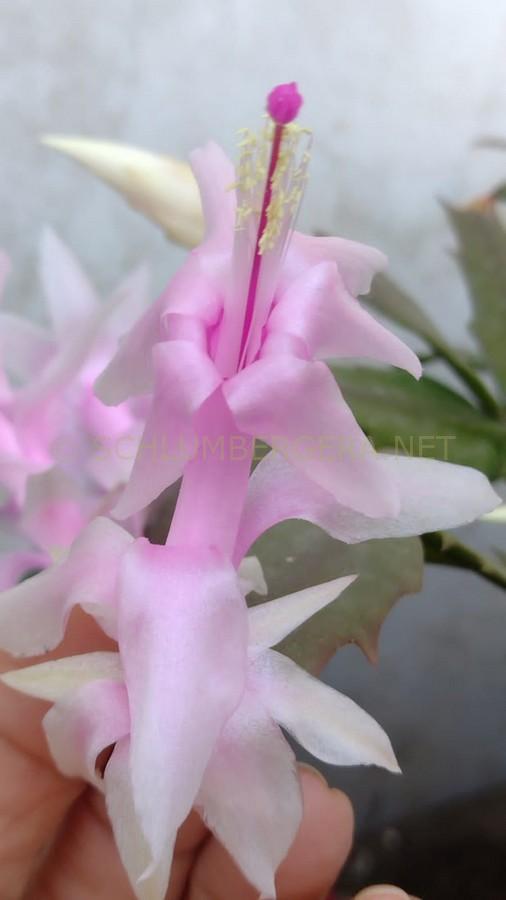 Schlumbergera 'Nelly Hubner'